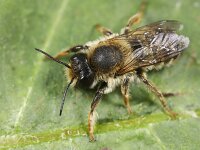 Megachile ericetorum 24, Lathyrusbij, Saxifraga-Lieven Decrick