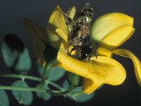 Megachile ericetorum 8, Lathyrusbij, female, Saxifraga-Frits Bink