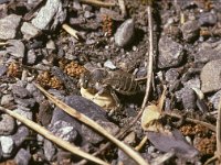 Megachile laechella 2, Saxifraga-Pieter van Breugel