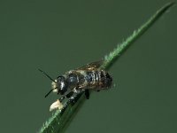 Megachile willughbiella 17, Grote bladsnijder, male, Saxifraga-Frits Bink