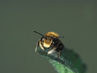 Megachile willughbiella 18, Grote bladsnijder, male, Saxifraga-Frits Bink