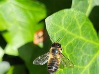 Megachile willughbiella 22, Grote bladsnijder, Saxifraga-Ben Delbaere