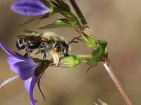 Megachile willughbiella 25, Grote bladsnijder, Saxifraga-Lieven Decrick