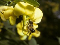 Megachile willughbiella 4, Grote bladsnijder, female, Saxifraga-Pieter van Breugel