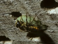 Megachile willughbiella 5, Grote bladsnijder, female, Saxifraga-Pieter van Breugel