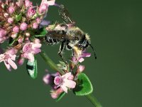 Megachile willughbiella 8, Grote bladsnijder, female, Saxifraga-Frits Bink