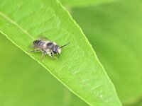 Melitta haemorrhoidalis 6, Klokjesdikpoot, Saxifraga-Tom Heijnen