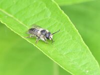 Melitta haemorrhoidalis 7, Klokjesdikpoot, Saxifraga-Tom Heijnen