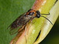 Mesoneura opaca