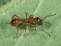 Myrmica ruginodis 2, Bossteekmier, Saxifraga-Ab H Baas
