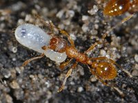 Myrmica rubra #07152 : Myrmica rubra, European fire ant, Gewone steekmier