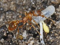 Myrmica rubra #07164 : Myrmica rubra, European fire ant, Gewone steekmier