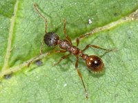 Myrmica rubra #09147 : Myrmica rubra, European fire ant, Gewone steekmier