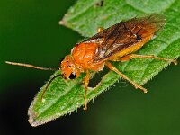 Nematinus steini