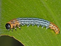 Nematus miliaris #09514 : Nematus miliaris: larva