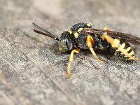 Nomada flavopicta 5, Zwartsprietwespbij, Saxifraga-Lieven Decrick