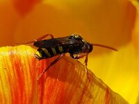 Nomada fulvicornis 5, Roodsprietwespbij, Saxifraga-Ben Delbaere  IICSA���II
