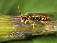 Nomada lathburiana 11, Roodharige wespbij, male, Saxifraga-Lieven Decrick