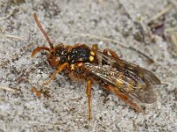 Nomada lathburiana 4, Roodharige wespbij, Saxifraga-Ab H Baas