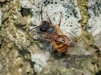 Osmia bicornis 7, Rosse metselbij, Saxifraga-Lieven Decrick