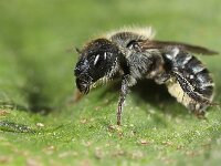 Osmia caerulescens 11, Blauwe metselbij, Saxifraga-Lieven Decrick