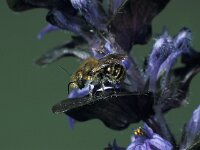 Osmia caerulescens 4, Blauwe metselbij, male, Saxifraga-Frits Bink