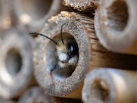 Osmia cornuta 4, Gehoornde metselbij, Saxifraga-Luc Hoogenstein