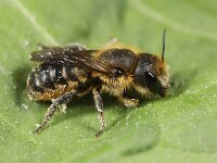 Osmia niveata