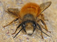 Osmia rufa #11752 : Osmia rufa, Red Mason Bee, Rosse metselbij, male