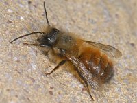 Osmia rufa #11748 : Osmia rufa, Red Mason Bee, Rosse metselbij, male