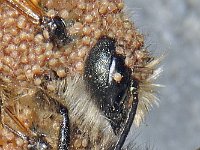Osmia rufa #46746d : Osmia rufa, Rosse metselbij, Red Mason Bee, Bedekt met mijten