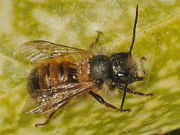 Osmia rufa #46832 : Osmia rufa, Rosse metselbij, Red Mason Bee, onder de mijten, mannetje