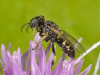 Oxybelus bipunctatus