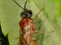 Periclista albida
