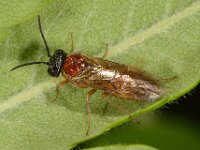 Periclista albida 2, Saxifraga-Ab H Baas