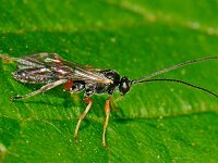 Pimplinae sp