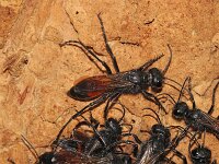 Podalonia hirsuta