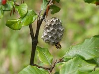 KULA/ BESNA KOBILA.WESPENNEST.