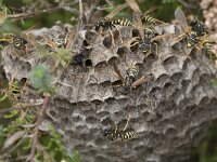 Polistes biglumis 7, Bergveldwesp, Saxifraga-Willem van Kruijsbergen