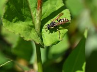 Polistes dominula 23, Franse veldwesp, Saxifraga-Tom Heijnen