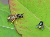 Polistes dominula 33, Franse veldwesp, Saxifraga-Tom Heijnen