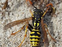 Polistes dominula 37, Franse veldwesp, Saxifraga-Ben Delbaere  IICSA���II