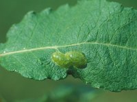 Pontania bridgmanii 1, Saxifraga-Frits Bink