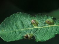 Pontania bridgmanii 2, Saxifraga-Frits Bink