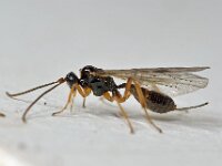 Proclitus paganus
