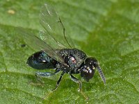 Pteromalidae 03 #11858 : Pteromalidae, Parasitic wasps, Parasietwesp
