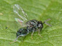 Pteromalidae 03 #11859 : Pteromalidae, Parasitic wasps, Parasietwesp