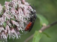 Sphecodes albilabris 14, Grote bloedbij, Saxifraga-Peter Meininger