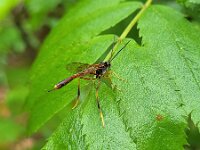 Trichomma fulvidens