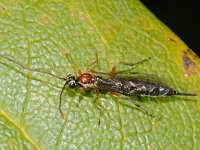 Tromatobia lineatoria 1, Saxifraga-Ab H Baas